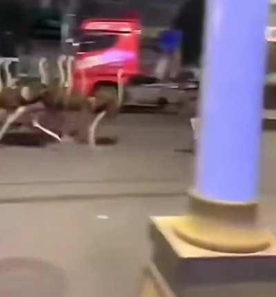 France is about to be the host of Emu War 2: Hour of the Ostrich