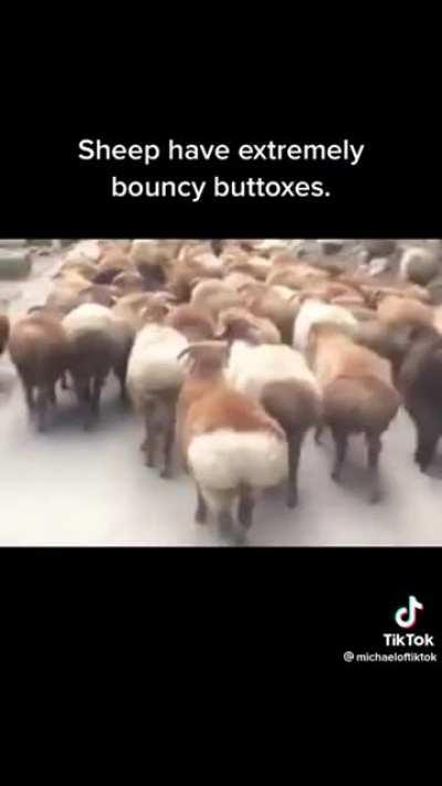 Why do I have sudden urge to become a sheep farmer?