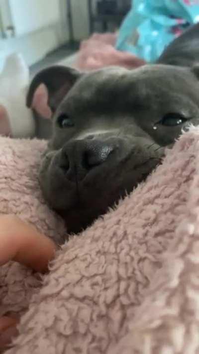 Such a little softie