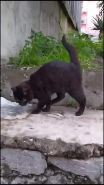 MEEEOOOOOAAAAAAAWWWWWWWWWWWWWWWWWW