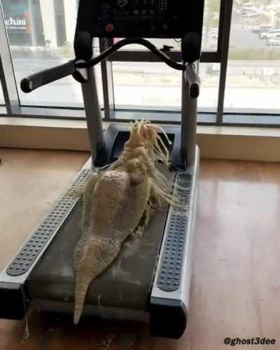CGI : A giant Spidersnail Seahorse does cardio.