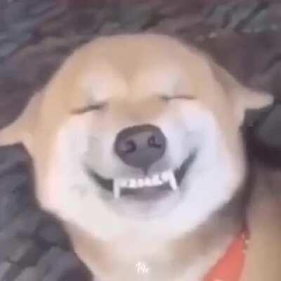 Пёсели улыбаются)