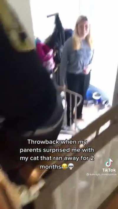 Finding the lost cat