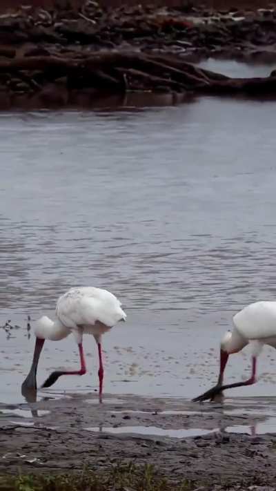 🔥 Spoonbills' distinctive and unique hunting technique