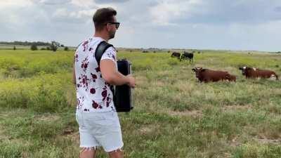 Реакция коров на баяниста!🐮
