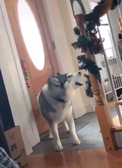 Dog doesn’t know how to bark so he yells