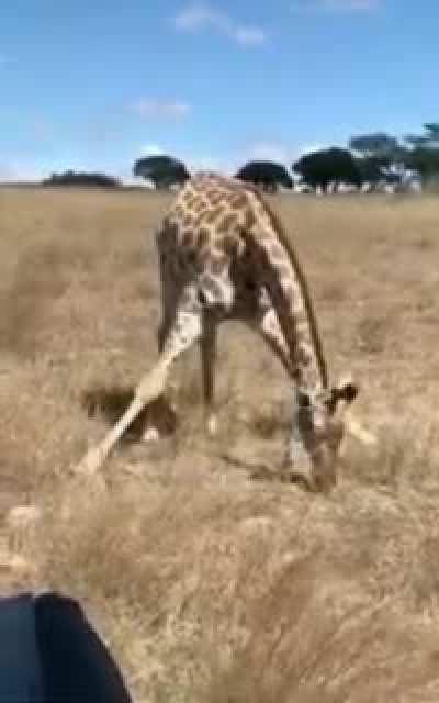 The grass eating software is not updated enough...