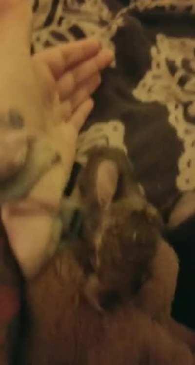 My 2 Week Old Foster Bunny Showing Off Her Ears!