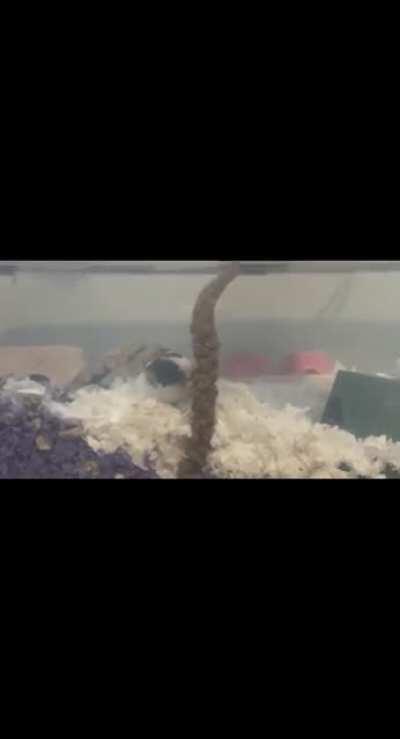 my new hamster Sasha! 🐹 she’s a black and white teddy bear hamster :)