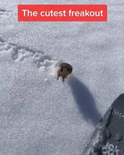 Cutest freakout ever