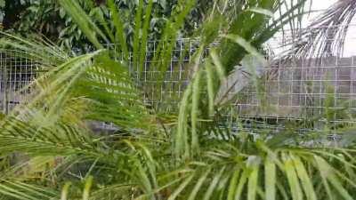 Cat run for my spoilt little boy