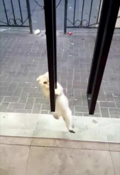 Cat freak out till he realizes he's fine.