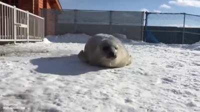 Bouncy seal