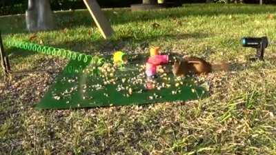 Told you those are my peanuts