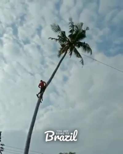 The palm tree revenge