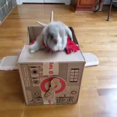 Bunny Pilot