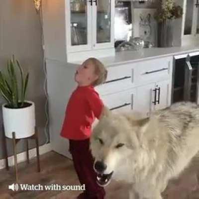 A boy and his wolf