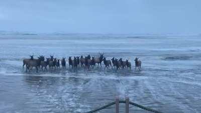 🔥 Gang of Elk spotted at Cannon Beach in Oregon