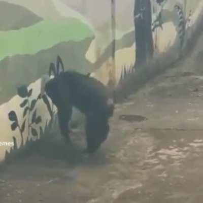 Fernando Simón: “solo habrá 2 o 3 casos de viruela del mono como mucho” Mi abuela dentro de 5 días: