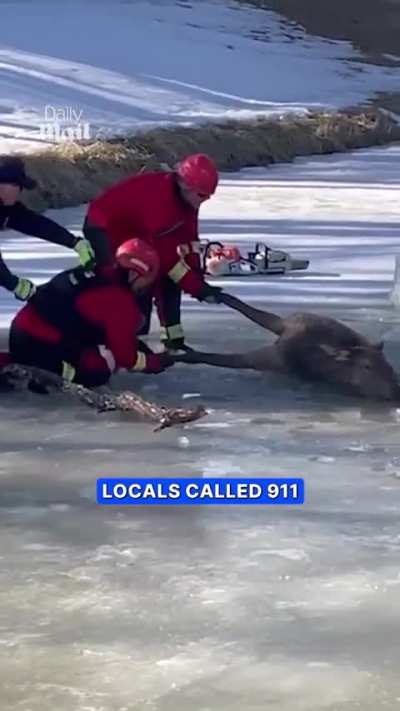 Firefighters rush to stranded elk´s aid