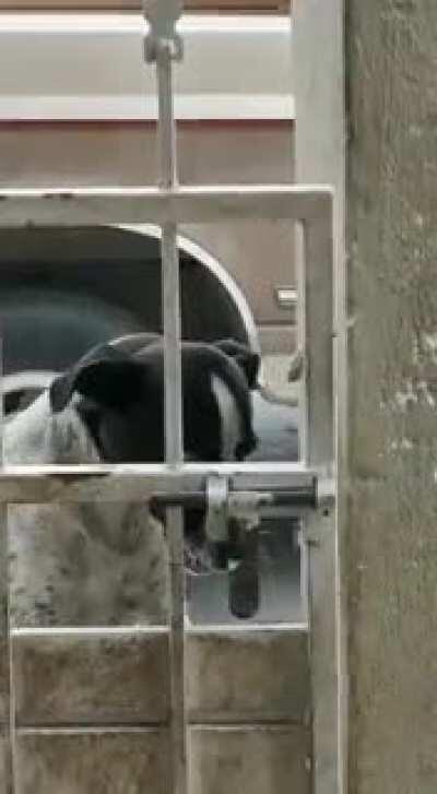 El perro de mi tio sabe abrir la reja.