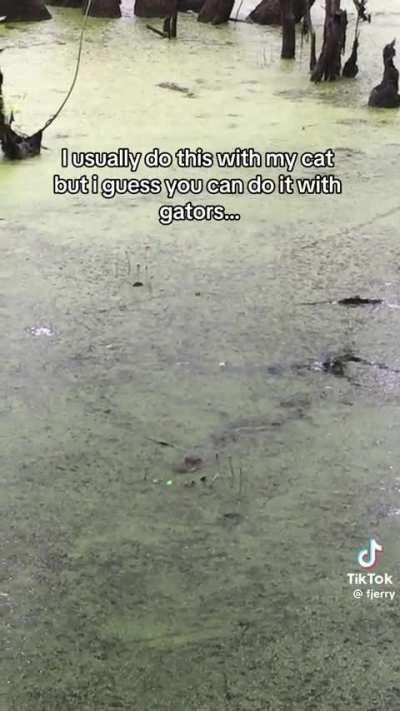 Laser pointer and swamp puppy