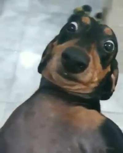 Cachorro salsichaaaaaaa