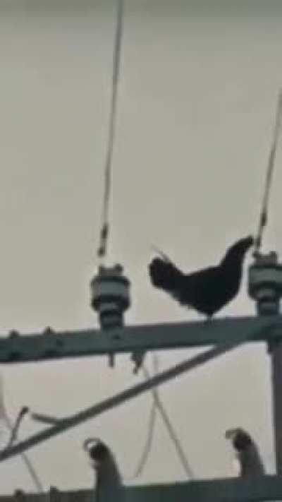 he ain't getting cooked tonight 🗣️🗣️🗣️🔥🔥🔥🔥