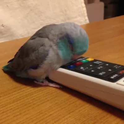 Goodnight birb