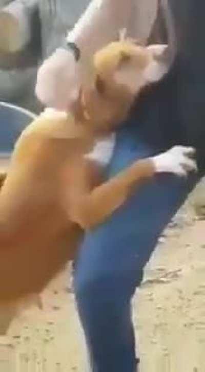 A journalist was doing a story on a shelter for abandoned dogs.... - But this dog wouldn't let him go...