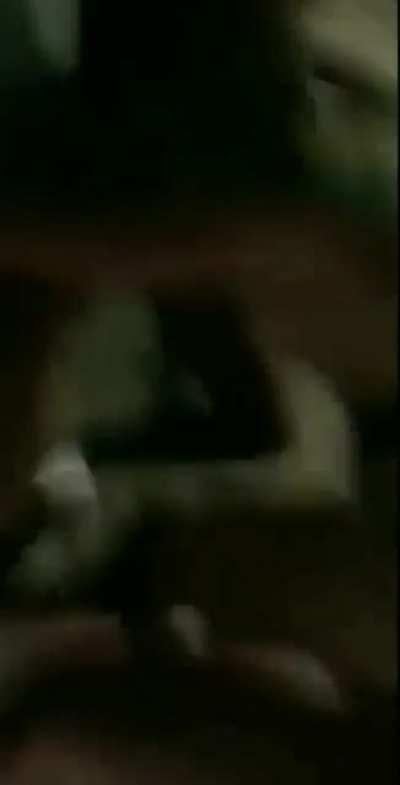 Evie and Ellie getting trained on the lawn