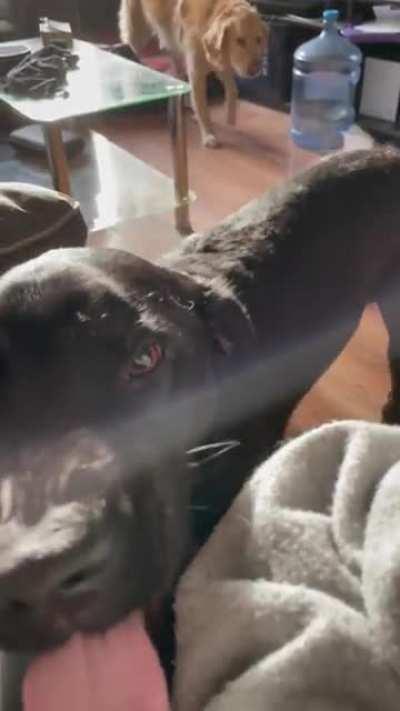 Anyone else’s dog air snap when they’re happy or excited?