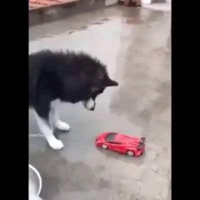 Yullalol - Video #8207