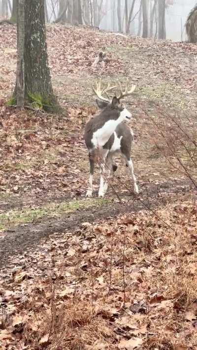 Piebald deer traipsing around the forest like he owns it