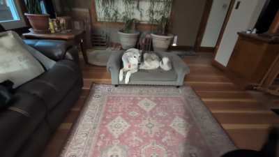 Oreo is a jealous fluff-brained fluffball