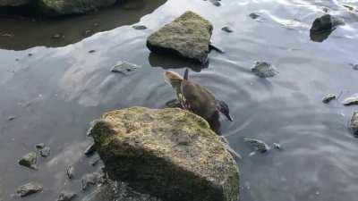 Saw a few of these birds in a little lake in Yorkshire, UK, but couldn't identify them.