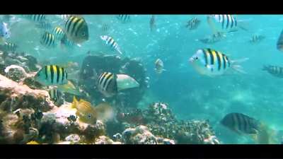 Isla Mujeres beautiful reef life. Sgt Majors and Bermuda Chubs to Elkhorn Coral