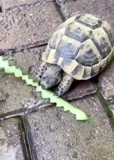 Pinking shears were designed and patented by Louise Austin in Washington in 1893. Before this invention, the pretty zig-zag design they created could only be replicated by trained pinking tortoises