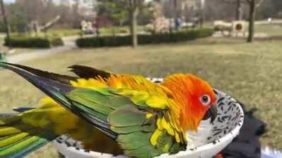 Watch Mango shake every feather in slow motion
