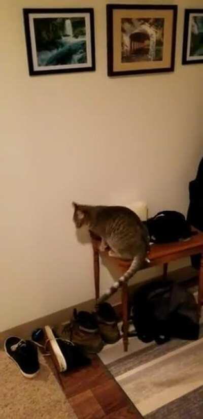 My boy Buster warning me of an eight legged intruder