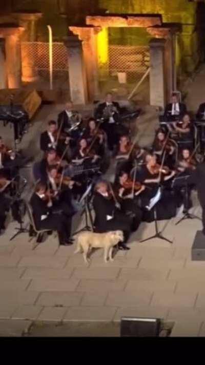 Doggo comes to sit and watch the live orchestra