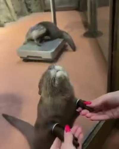 Petting an otter's hands 💖