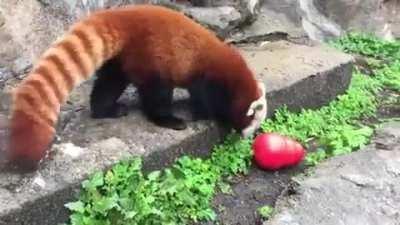 Red Panda playing with Toy