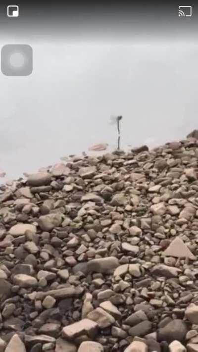 🔥 Dragonfly laying eggs in the water.