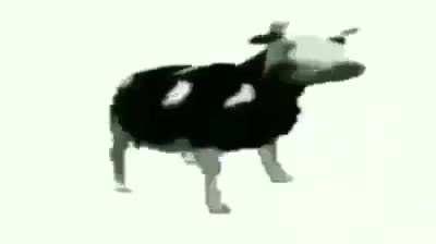 dancing cow