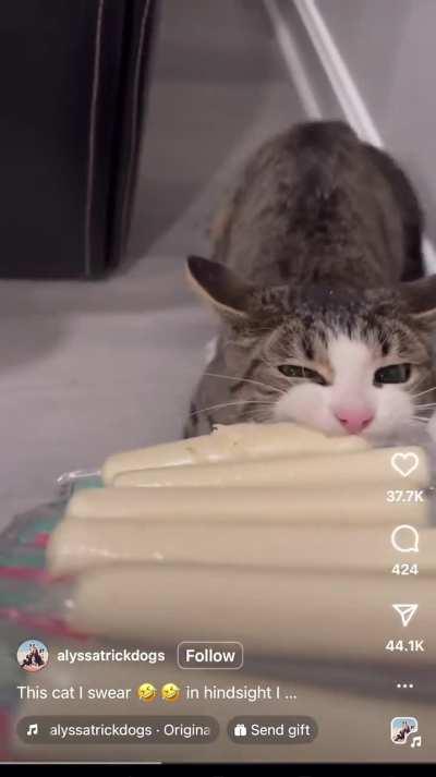 My string cheese now!