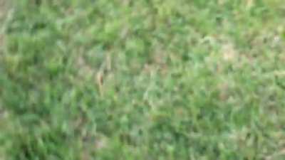 Kid gets arrested for destroying property and throwing rocks at people