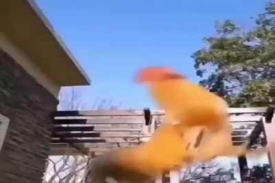 has science gone too far? is this video real or fake?