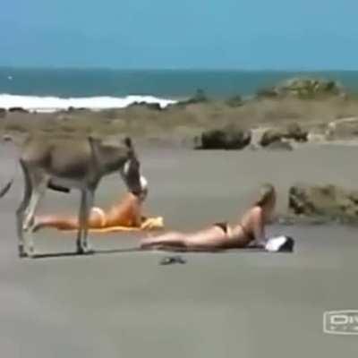 Donkey enjoying the view .