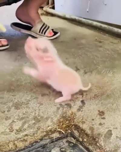 Piglet getting fed on the farm